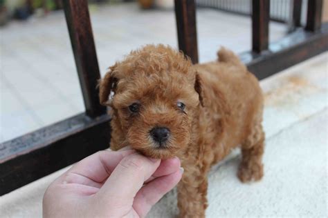 Lovelypuppy Female Toy Poodle Rm699 Only