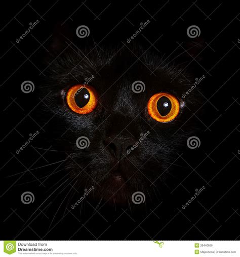 Close Up Portrait Of Black Cat With Orange Eyes Royalty
