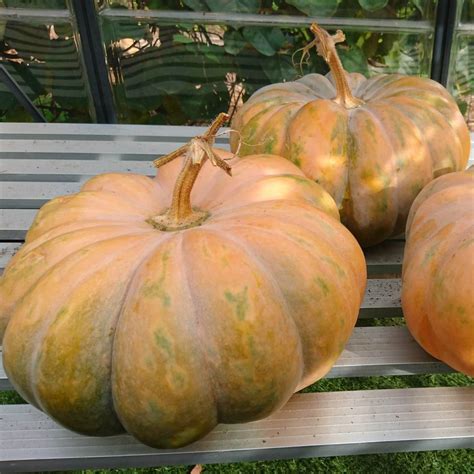 Pumpkin Musquee De Provence Seeds The Seed Collection