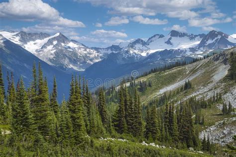 Alpine Scenery With Pine Trees On Ridges And Snow Capped Mountains In