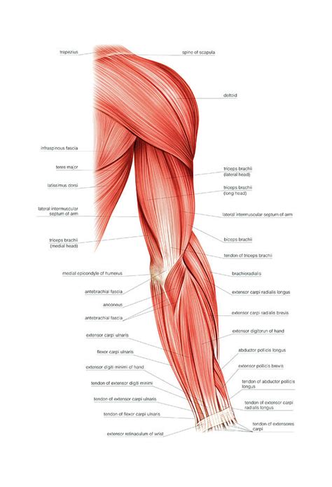 Arm Muscles Diagram Male Shoulder And Chest Muscles Labeled Chart On White Stock Photo