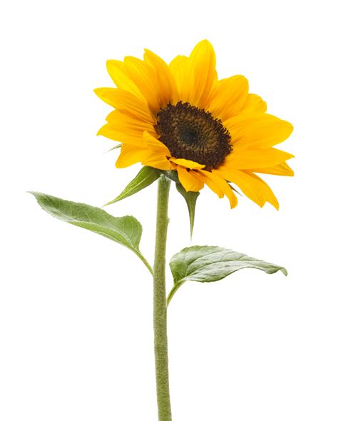 Download Sunflower Transparent Background Free
