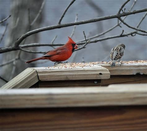 Virginia State Bird Northern Cardinal State Birds Bird Northern