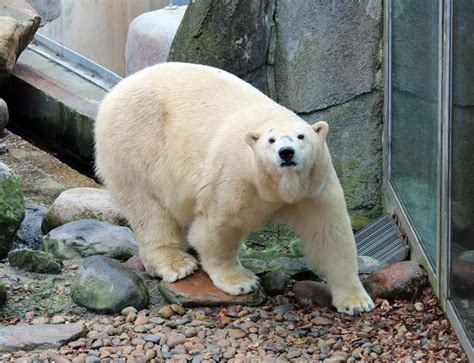 Male Polar Bear Kills Female In Tragic Zoo Mating Attempt