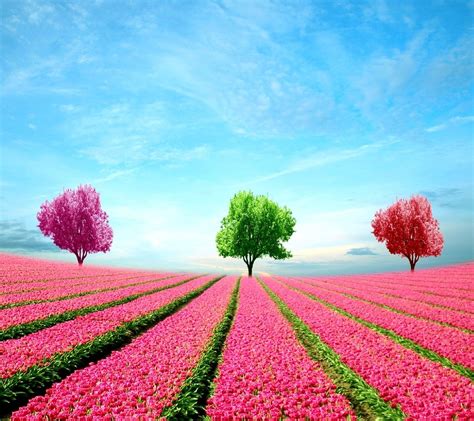 Two Pink And Green Flowers Nature Hd Wallpaper Wallpaper Flare