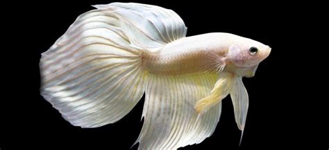 Veiltail Betta Fish Lifespan Care Guides And More