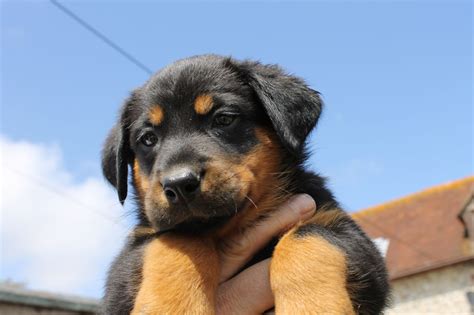 Beauceron Puppiesdog Informationdog Photospuppies Pictures