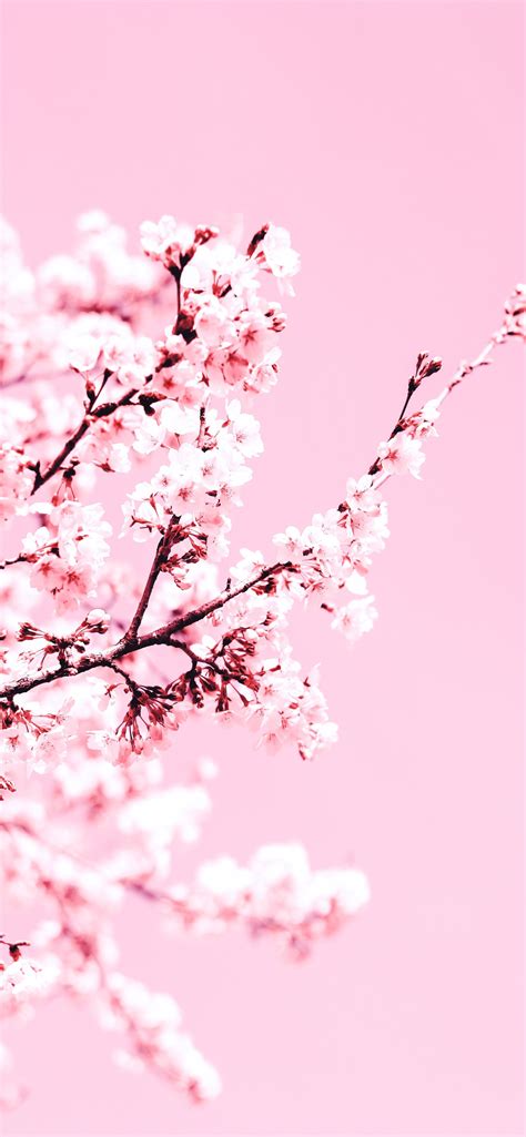 White Cherry Blossom Tree During Daytime Iphone Wallpapers Free Download