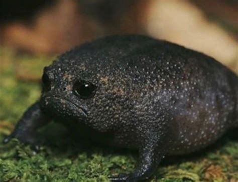 Black Rain Frog They Have A Permanent Frown On Their Face R