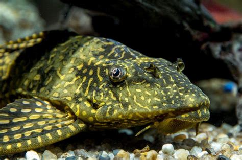 Discover Sailfin Pleco A Beginners Guide To Care And Keeping