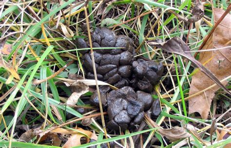 Animal Droppings Identification Pictures Identify A Pest By Its