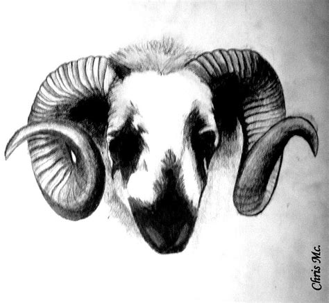 Ram Drawing By Chris Mc
