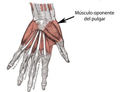 ¿hay Músculos En Los Dedos Curiosoando