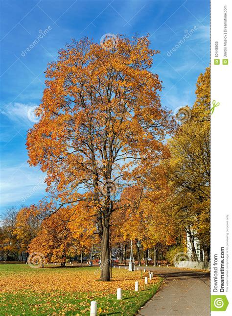 Sunny Autumn Landscape Stock Image Image Of Deciduous 60448935