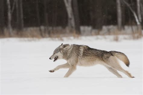 Poster Print Of Grey Wolf Running In Snow Canis Lupus Minnesota