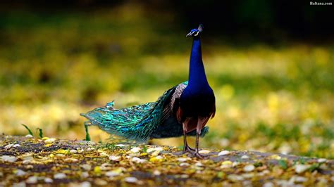 Peacock Background Hd Wallpapers 31680 Baltana