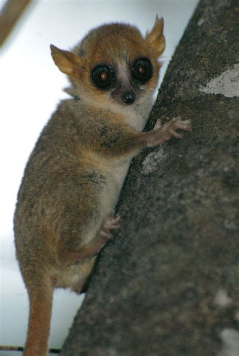 Northern Sportive Lemur Endangered Wildlife