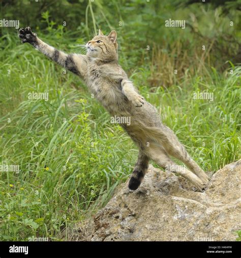 Wildcat Felis Silvestris Jumping Stock Photo Alamy
