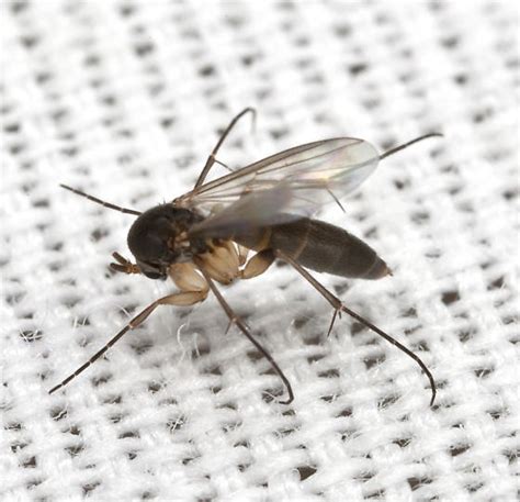 Fungus Gnat Bugguidenet