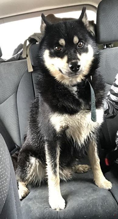 Find siberian huskies for sale on oodle classifieds. Is This Your Dog?- Winsted- Husky / Shiba Inu Mix- Male Date Found: 11-05-2018 Breed of Dog ...