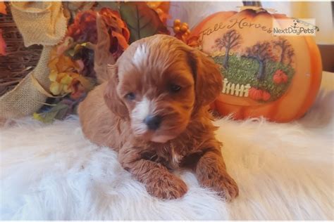 Maybe you would like to learn more about one of these? Reserved: Cavapoo puppy for sale near Springfield ...