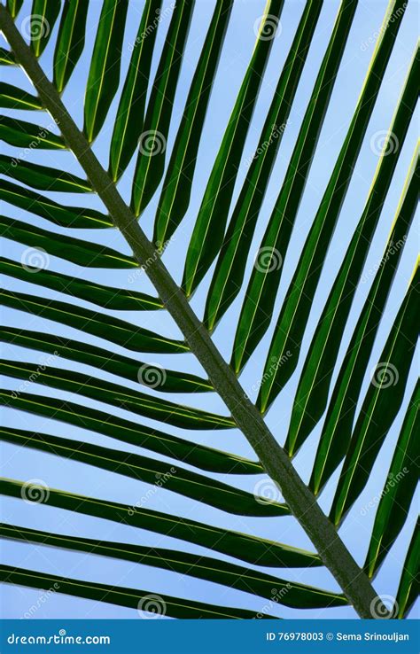 Beautiful Palms Leaf Texture Backgrounds Stock Image Image Of Beauty