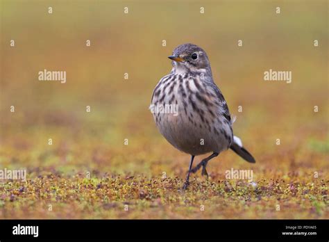 American Pipit Anthus Rubescens Rubescens Stock Photo Alamy