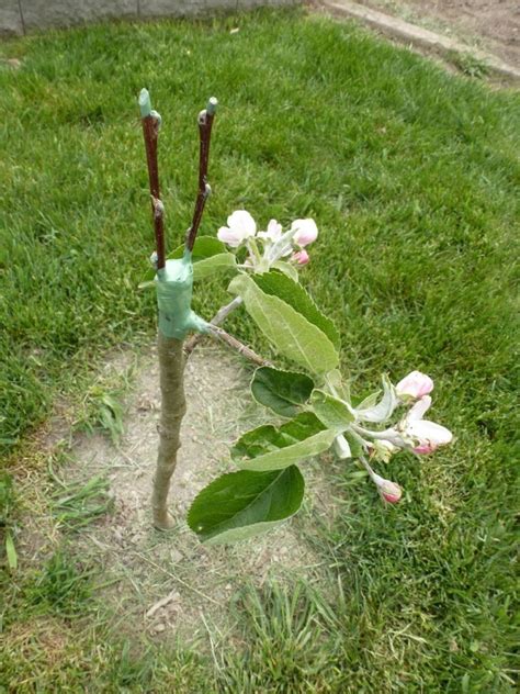 How To Graft A Fruit Tree Grafting Pleasures Grafting Plants Fruit