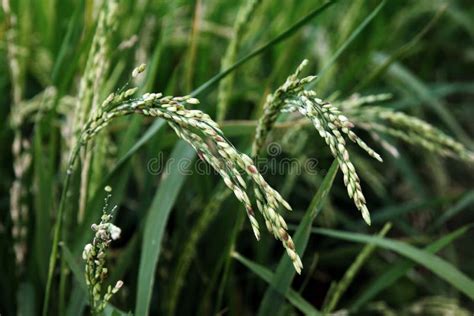 Rice Plant In The Field Stock Image Image Of Asia Organic 61102507