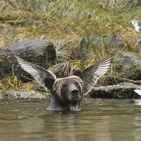 Pin By Ron And Enid Willoughby On Wildlife Of North America Comedy