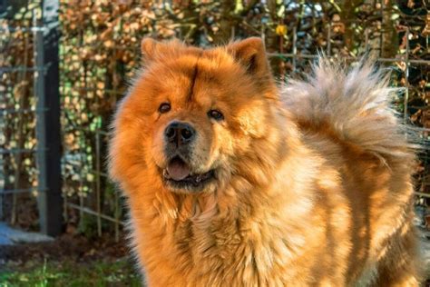 Do you want your golden retriever to live a long and happy life? Things No One Told You About Golden Retriever Chow Mix ...