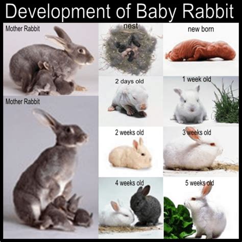 Rabbit Learn More About This Animal Complete Information