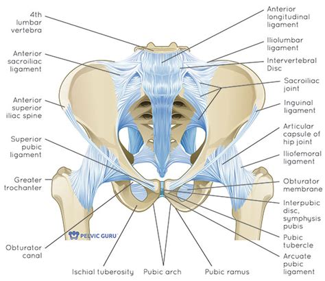 Hip Pelvic Muscle Anatomy
