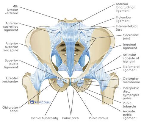 Ligaments Of The Pelvis