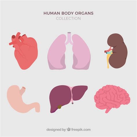 Human Organs Vector Free Download