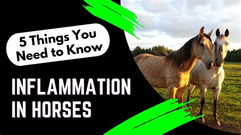5 Things You Need To Know About Inflammation In Horses Youtube
