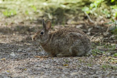 Rabbit In The Woods At Centre Parks Nottingham Uk Stock Image Image