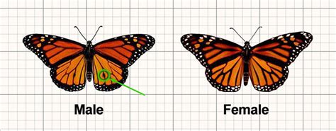 how to tell the difference between male and female monarch butterflies mymy butterfly