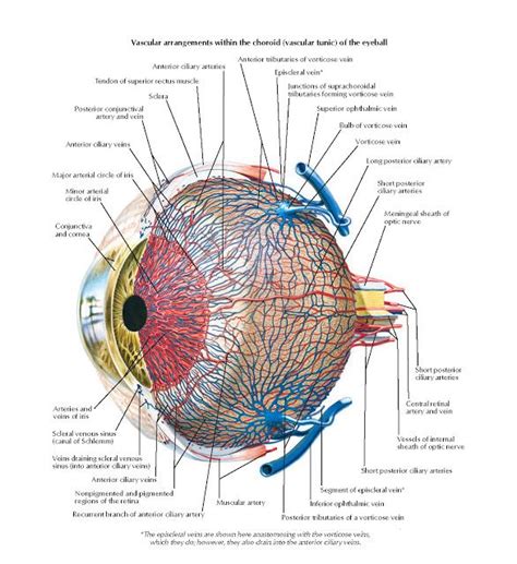 Vascular Supply Of Eye Anatomy Tendon Of Superior Rectus Muscle Veins