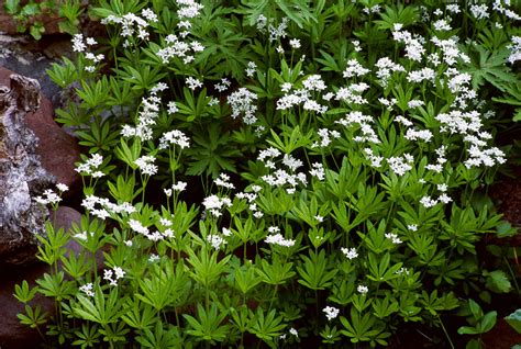 19 Types Of Flowering Ground Covers