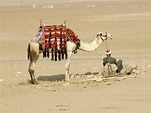 Camels in the Bible, Evangelical Focus
