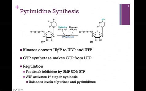 Pyrimidine Synthesis Youtube