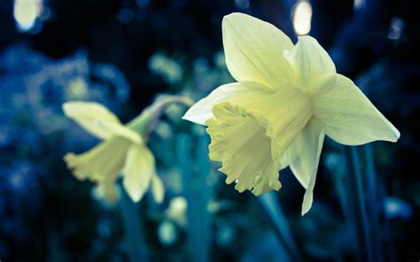 Daffodil Wallpaper Hd Free Download Pictures Of Daffodils Daffodil