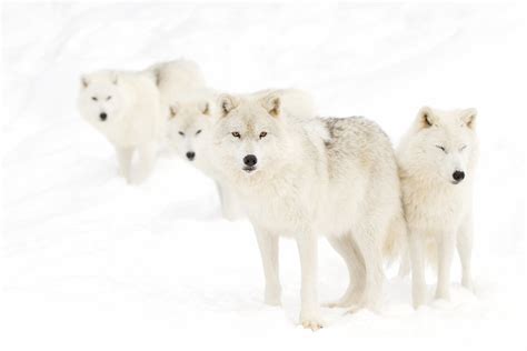 Arctic Wolf Pack To Purchase Prints Cards Mugs Photos Flickr