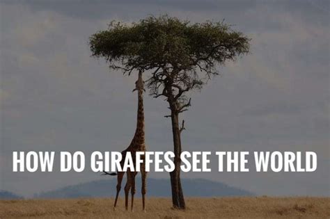 How Do Giraffes See The World Giraffes Vision Explained 2023