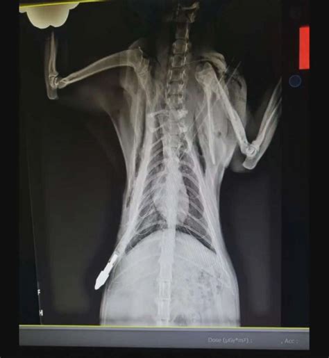 Unusual X Rays Photos Abc News