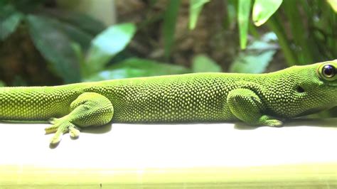 Madagaskar Taggecko Phelsuma Grandis Youtube