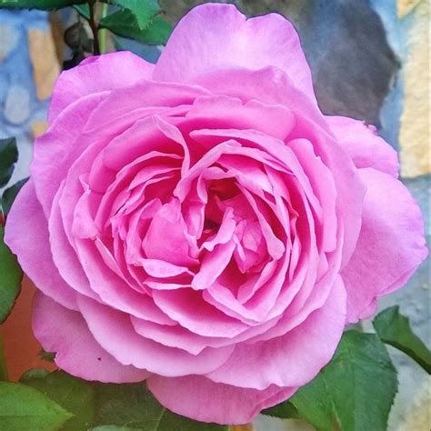 Deep Lilac Hybrid Tea Rose Heirloom Rose Beautiful And So Very Fragrant