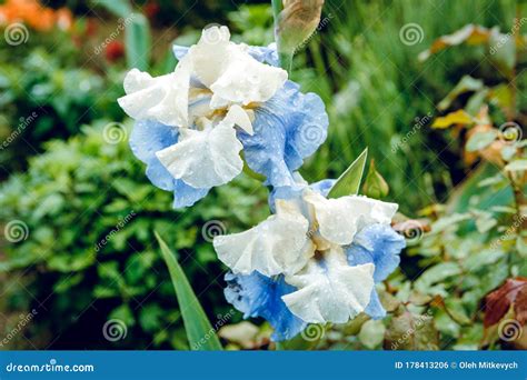 Blue Iris Flower In The Morning Dew Stock Photo Image Of Plant Bloom