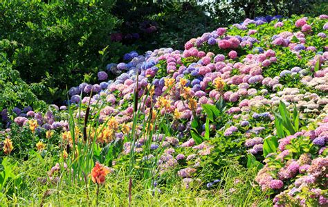 Garden bushes with blue flowers. 35 Hydrangea Garden Ideas (PICTURES)